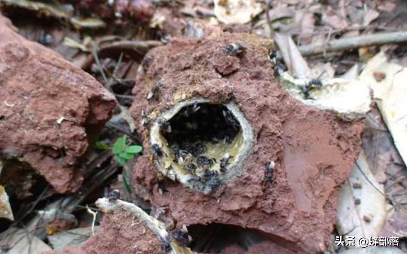 无刺蜂会不会逃跑,无刺蜂怎么攻击敌人