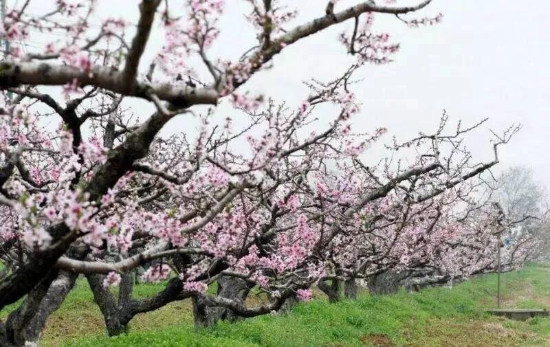 深圳花海公园地址在哪里,深圳中心河公园花海