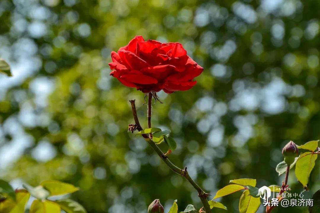 楂樻牎椋庨噰绯诲垪,楂樻牎椋庨噰灞曠ず瑙嗛