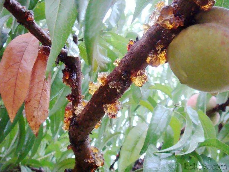 花胶桃胶雪燕皂角米做法,桃胶雪燕皂角米做法功效