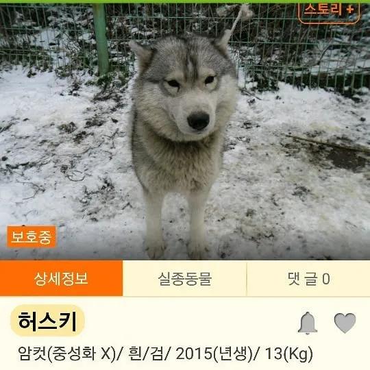 二哈减肥,为什么二哈会变瘦