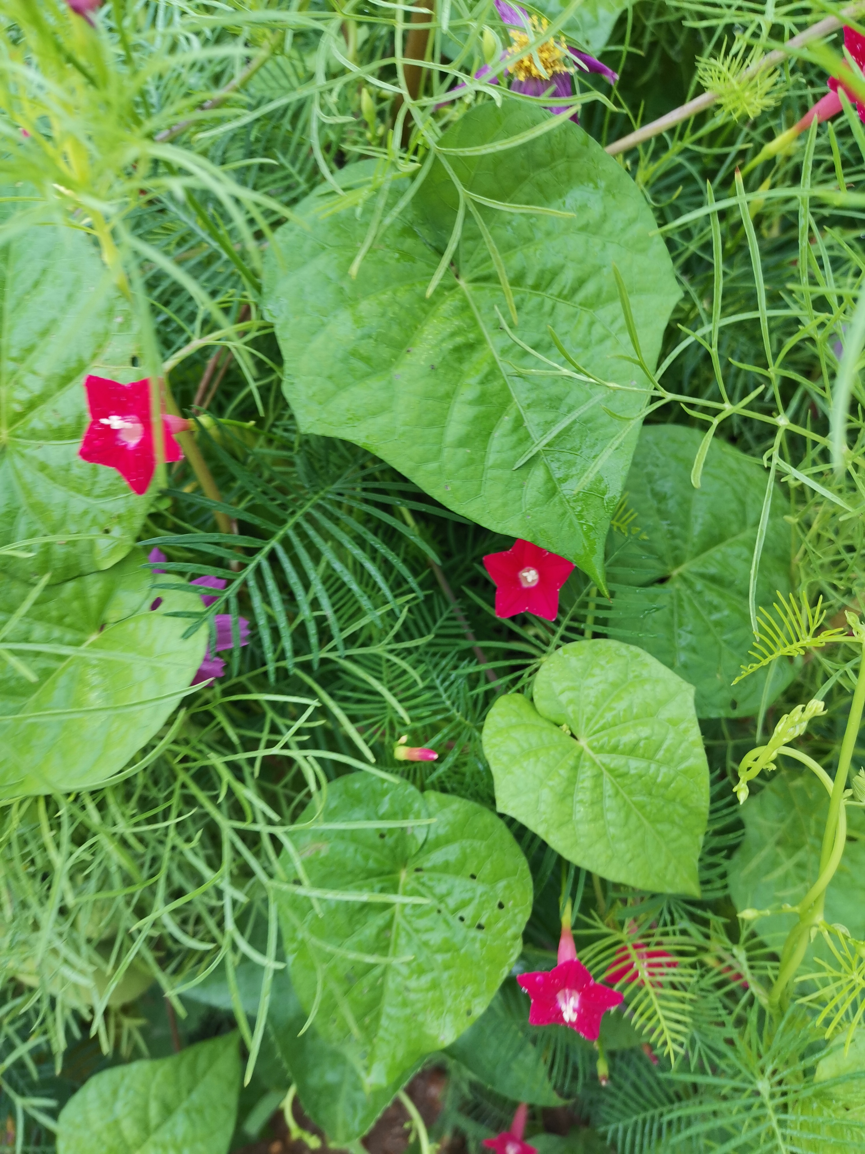 宇宙探索对于人类发展的思考,人类的智慧能否认清宇宙的本质