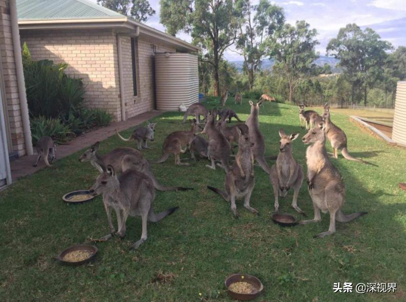 袋鼠的Y形阴茎可同时交配两次么?从生物构造,揭示雄*交性**配策略