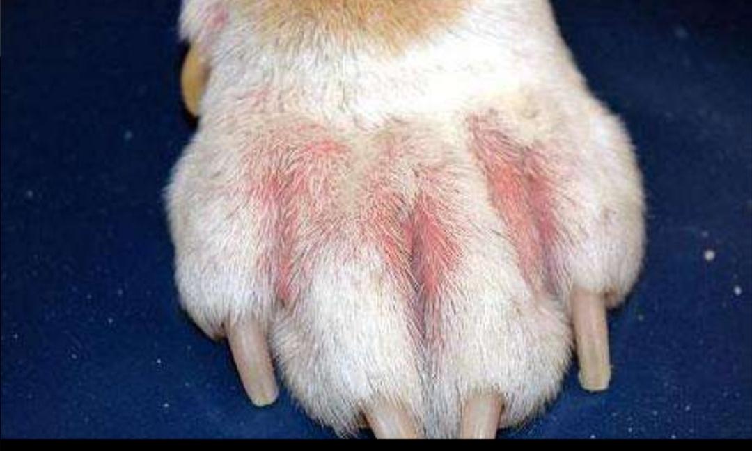 狗狗趾间炎可以用治脚气的药吗,狗趾间炎用什么治疗