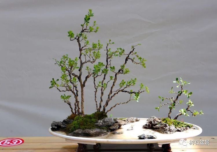 杨派盆景传承人,杨派盆景非遗传承人