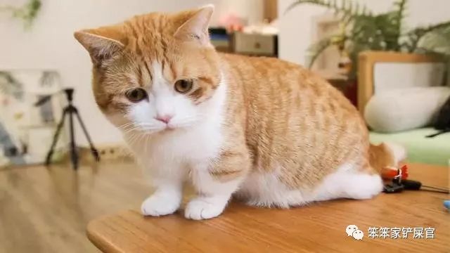 猫咪挑食饿一天,猫咪严重挑食可以饿它几天吗