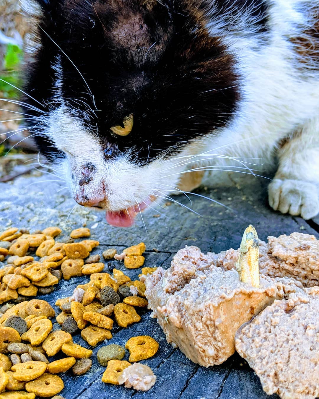 猫咪需要补充矿物质吗,微量元素猫吃的