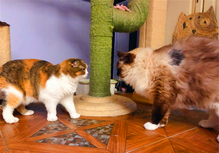 田园猫还有纯血统吗,田园猫真的很高冷吗