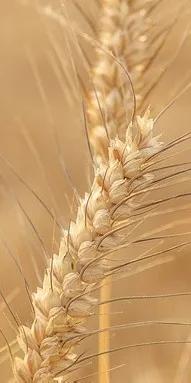 张仲景治好抑郁症方子,后浪中医经典励志语录