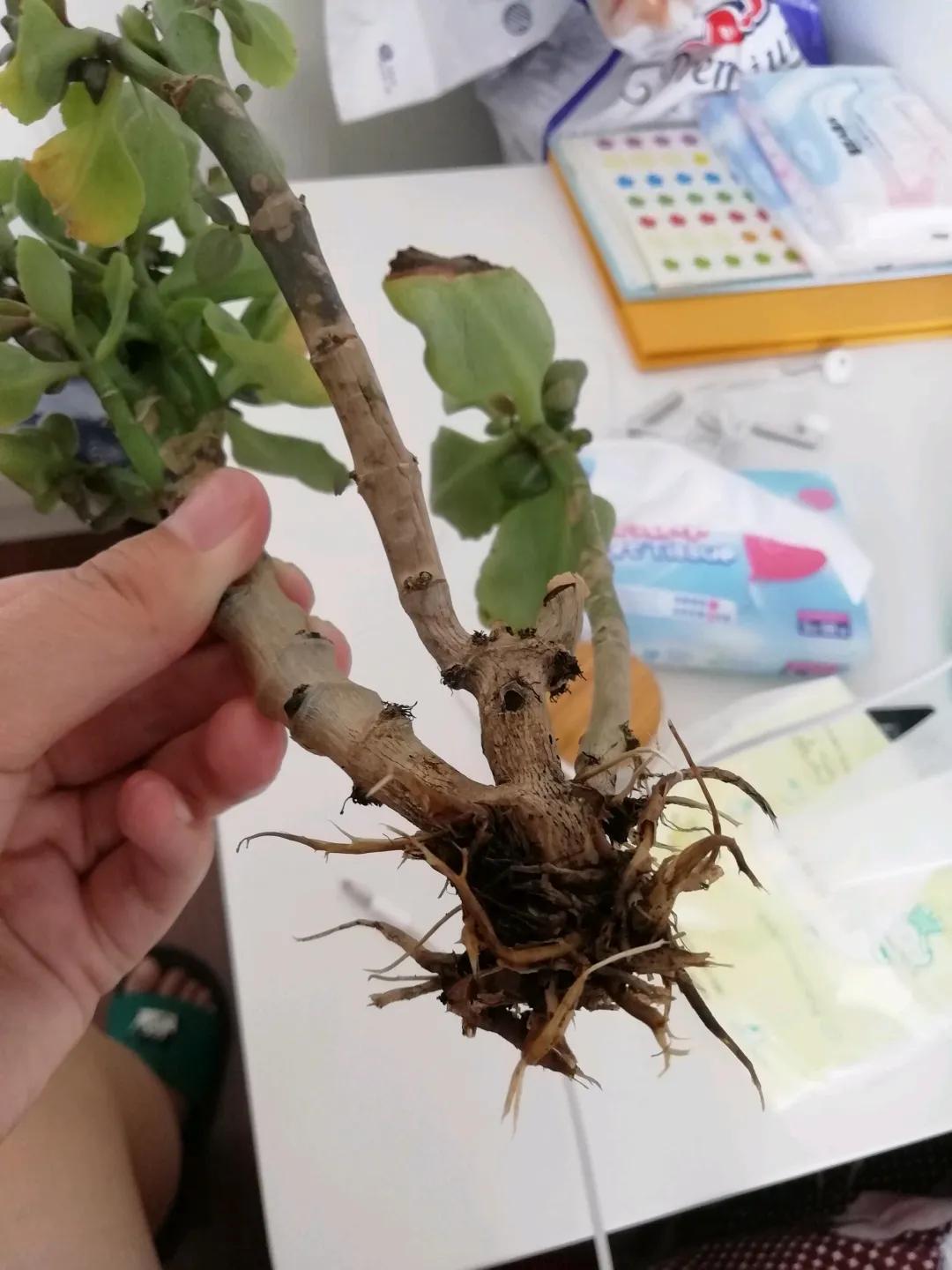 什么花休眠期最好养,养这五种花别随便浇水