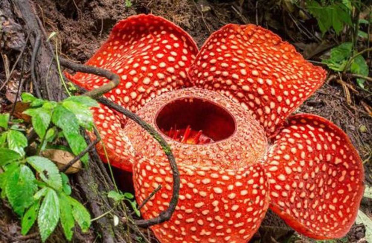 草莓长在树上好看吗,草莓是生命力顽强的植物