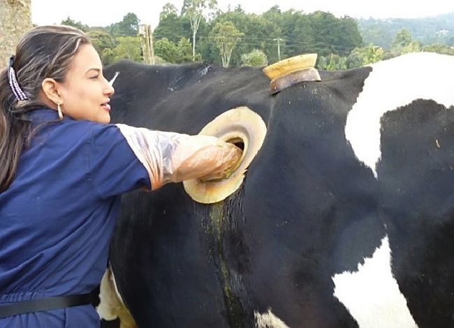 国外牛身上为什么要开洞,牛肚子上开洞放气牛不感染吗