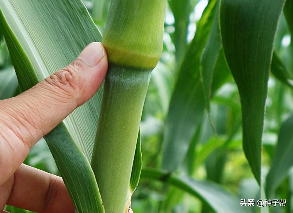 高品质高粱种植方法有哪些,种植什么品种的高粱收益高