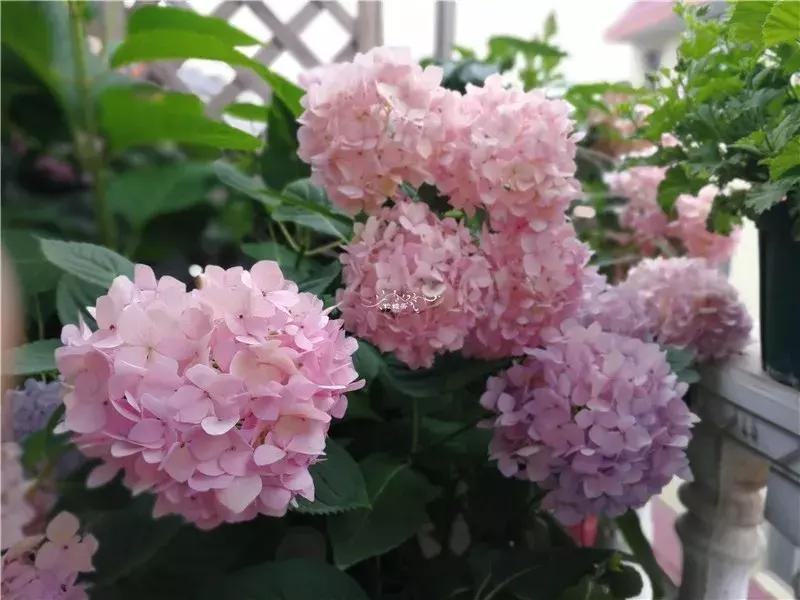 天竺葵的养护视频,垂吊天竺葵的养护