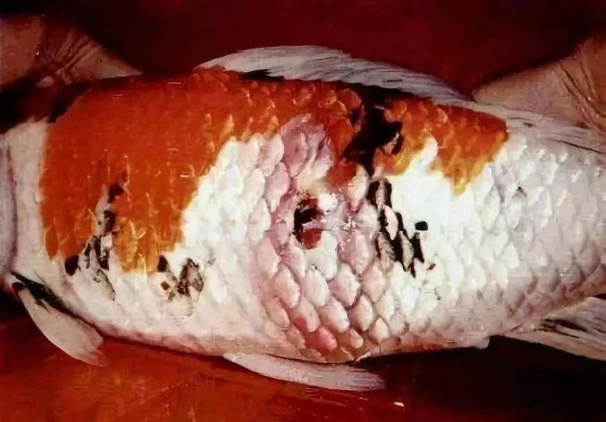 养锦鲤的常见鱼病,锦鲤养鱼的方法和注意事项