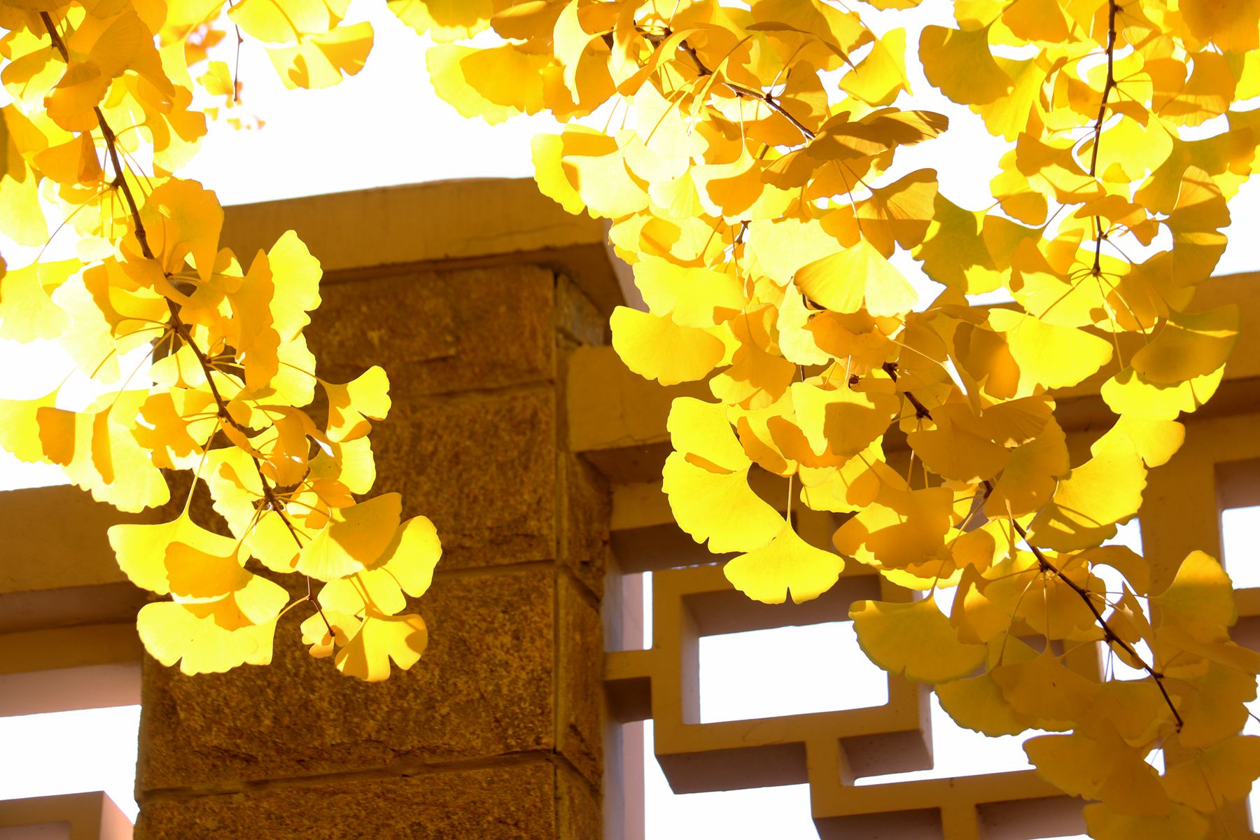 北京钓鱼台国宾馆银杏树大道,北京钓鱼台银杏大道图片