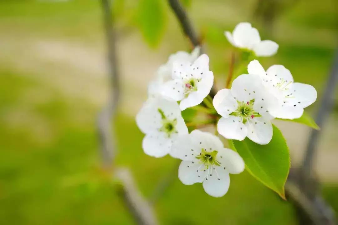 清明杏花思故人,一杯杏花酒满盏思故人视频
