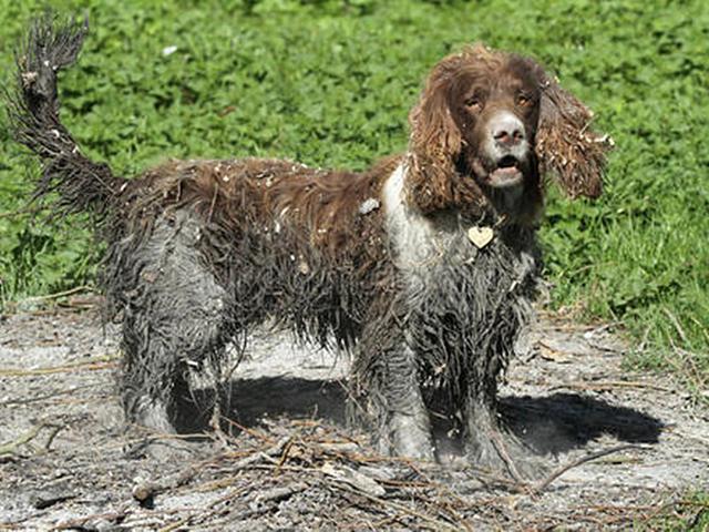铲屎官给哈士奇洗澡,铲屎官们不能给猫咪做的事情