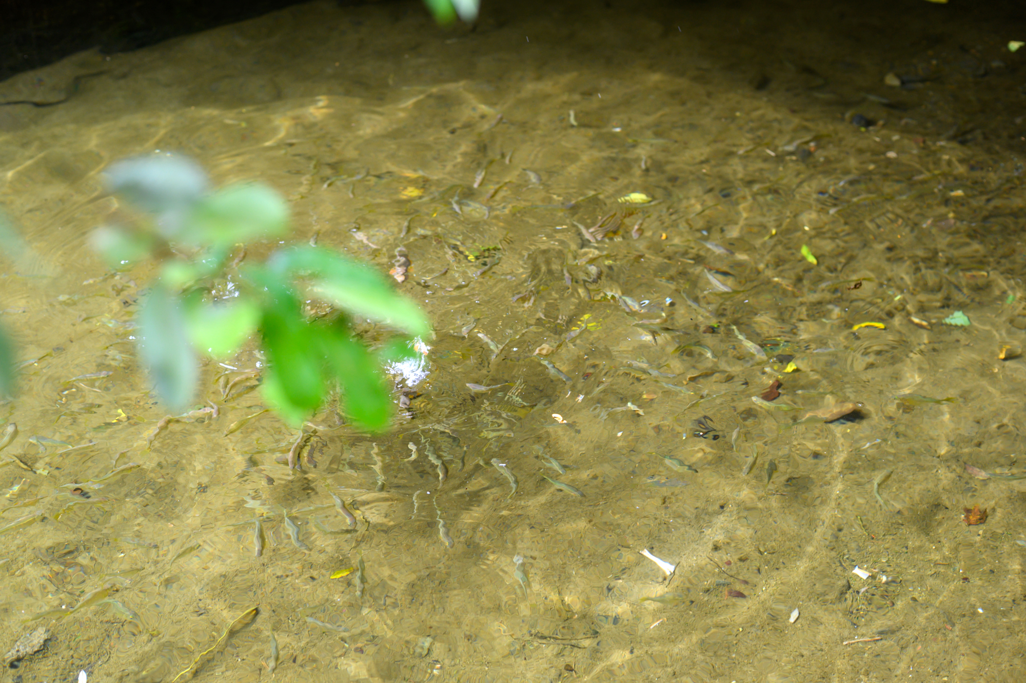 安徽宁国有哪些旅游景点,安徽宁国旅游必去十大景点有哪些