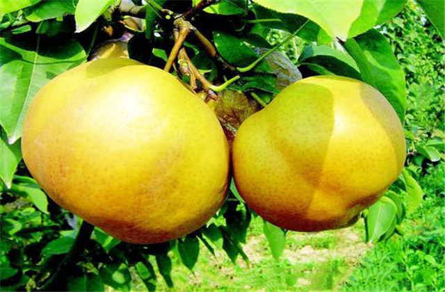 梨树病虫害绿色防控技术,梨树病虫害防治时间表最新