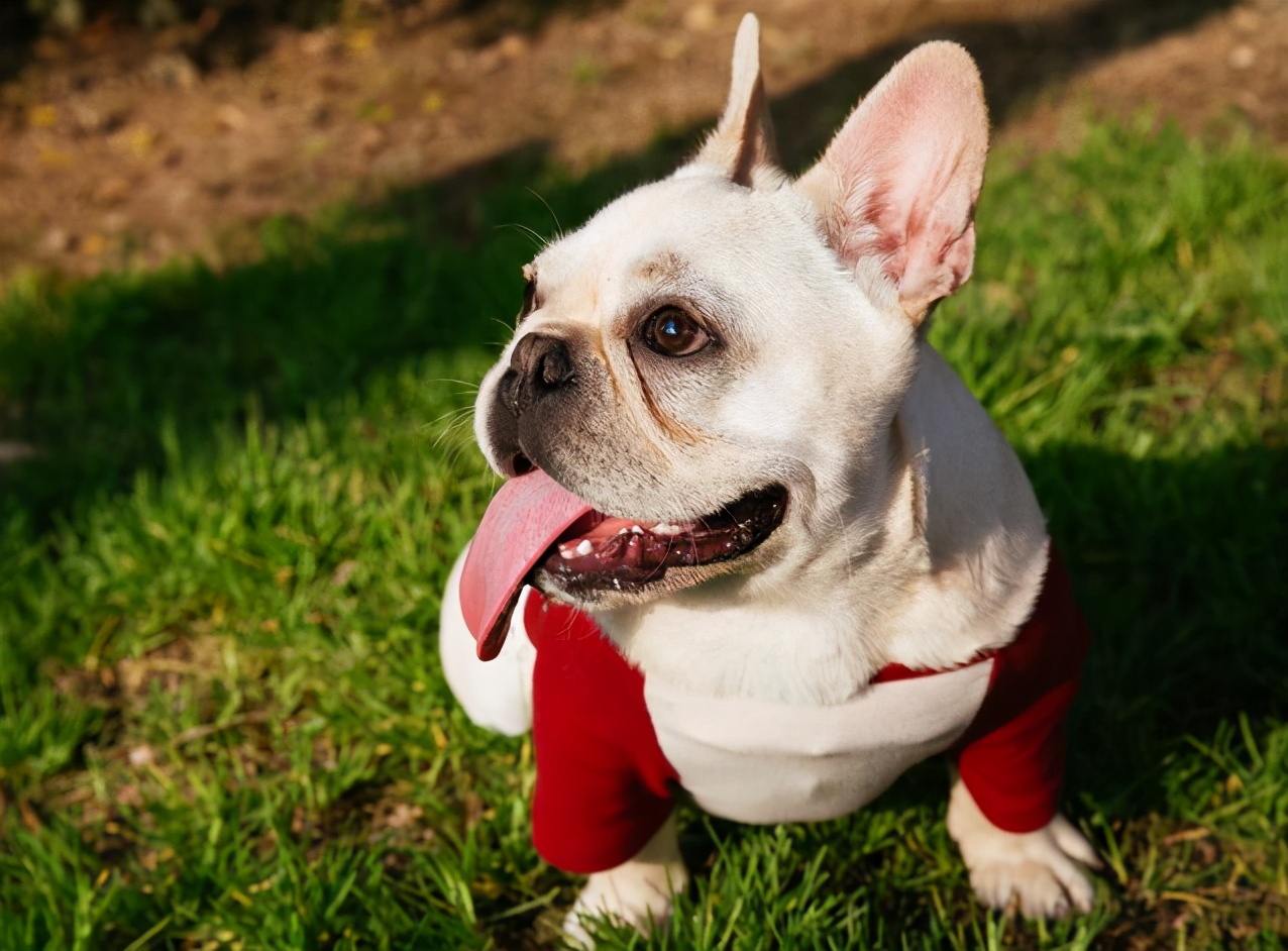 法国斗牛犬的缺点有哪些,法国斗牛犬过于活泼不睡觉