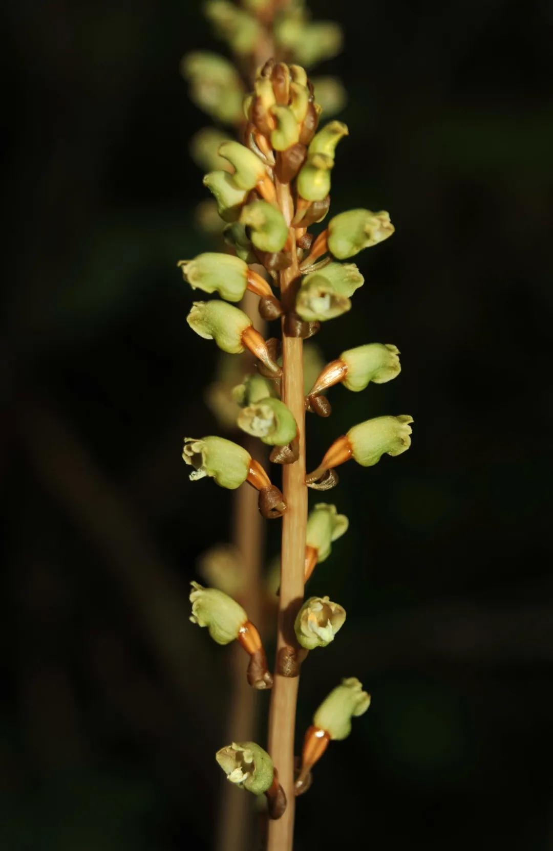 林草科普图片,林草科普