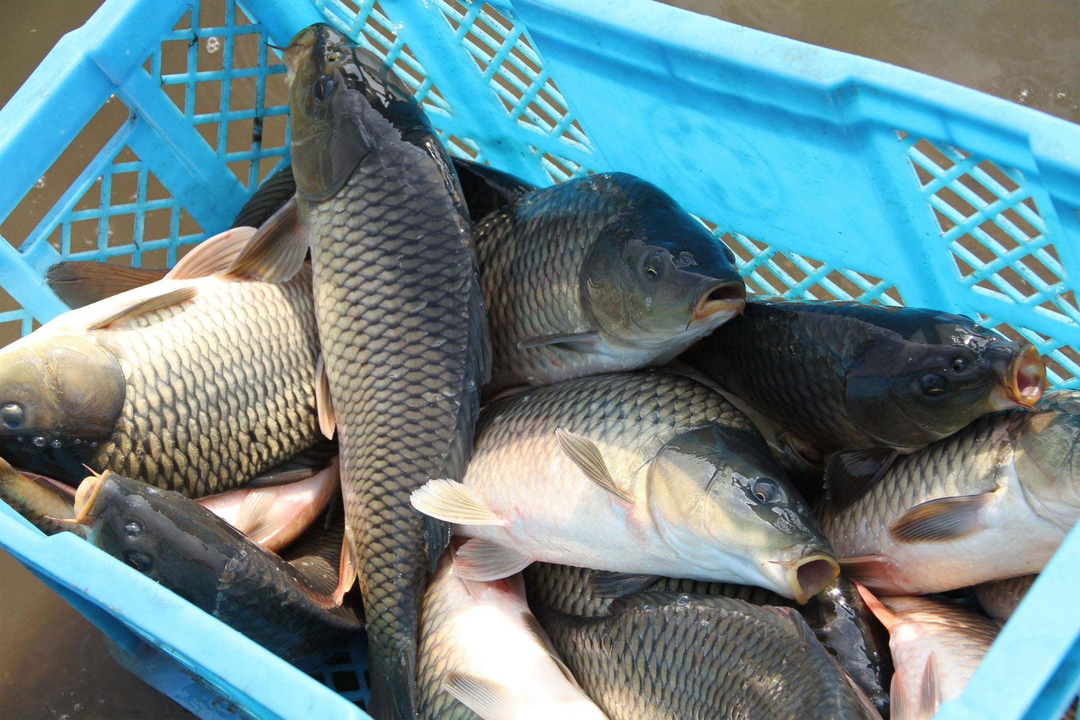 鲤鱼最爱吃什么饲养颗粒,鲤鱼最爱吃什么饵料
