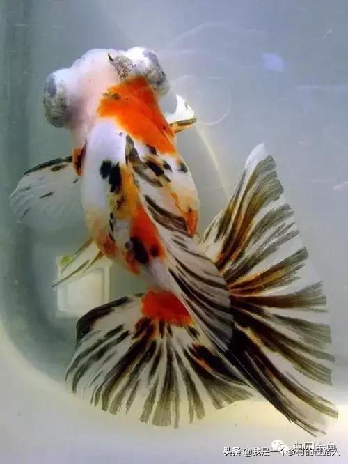 养鱼硝化细菌的正确用法,养鱼硝化细菌哪种好