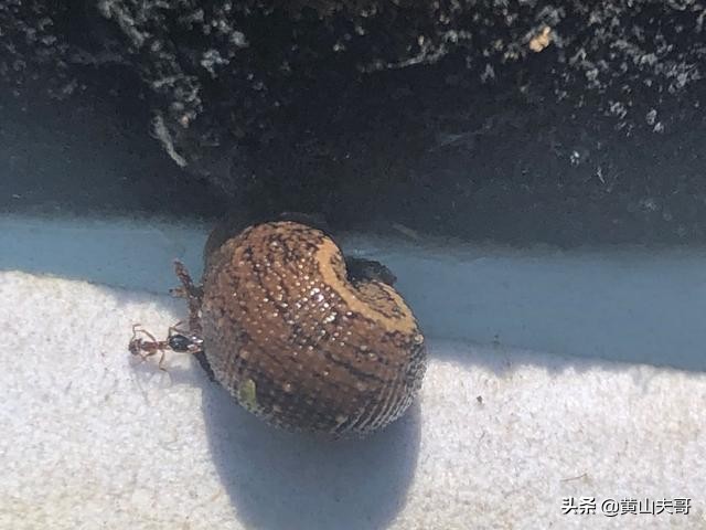 黄山最吓人景区,黄山爬山最吓人的地方