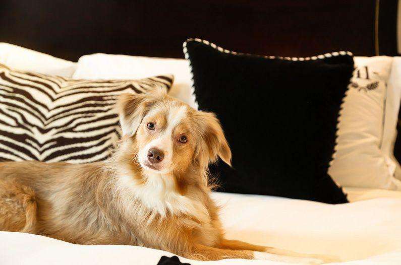 狗狗报复反被主人报复,狗狗会有报复心理吗