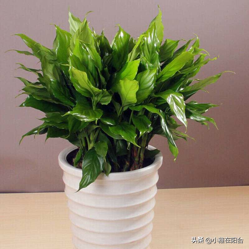 盆养万年青,万年青用什么盆栽好看又好养