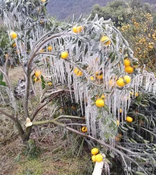 柑橘受冻伤怎么办,晚熟柑橘受冻怎么补救
