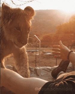 放弃百万年薪，去非洲撸猫？长腿版小李子引63w人舔屏：看我看我