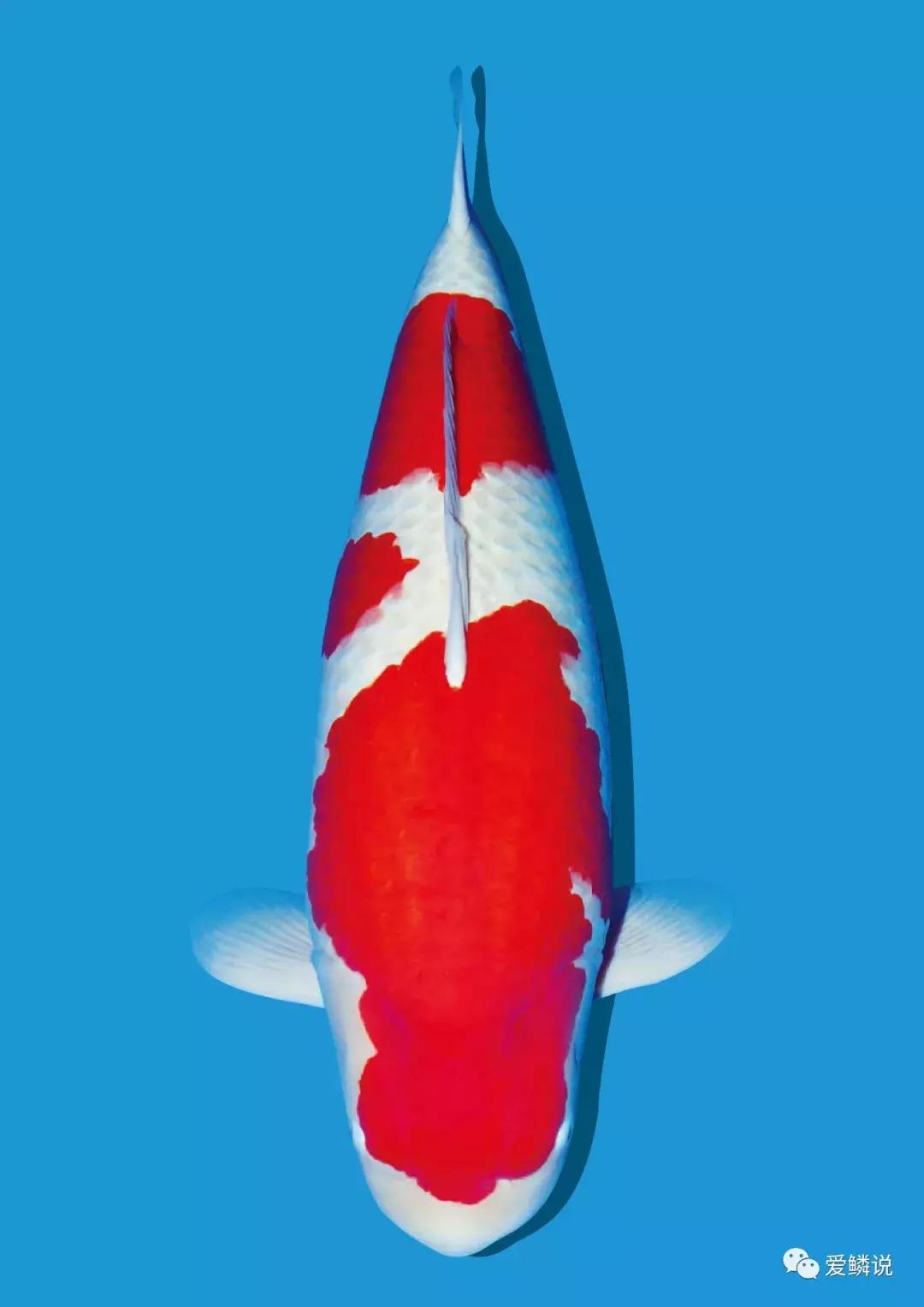 水体ph高的症状,水体ph高最快的解决办法