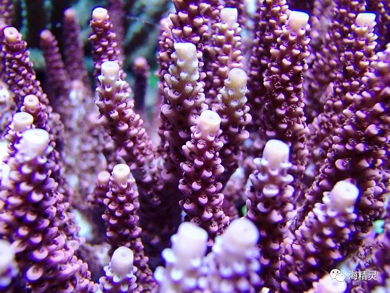 为什么容易爆藻,为什么有的人对鱼那么痴迷