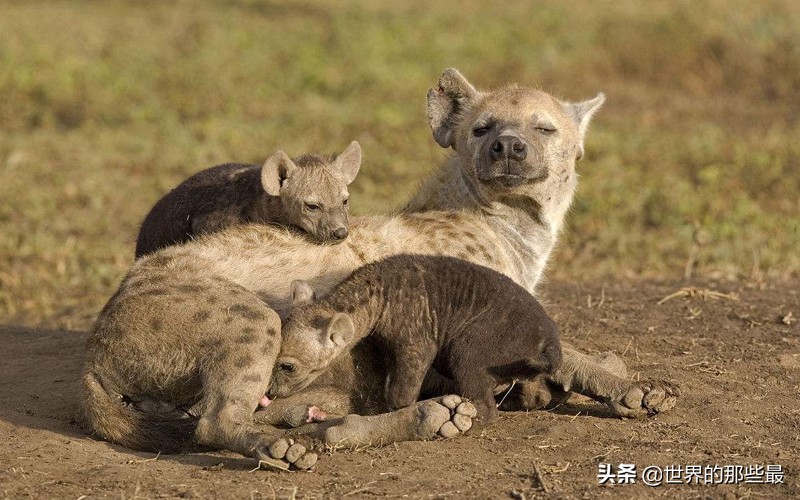非洲这种犬科动物，一生只娶一个老婆，日常就是跟秃鹫火拼