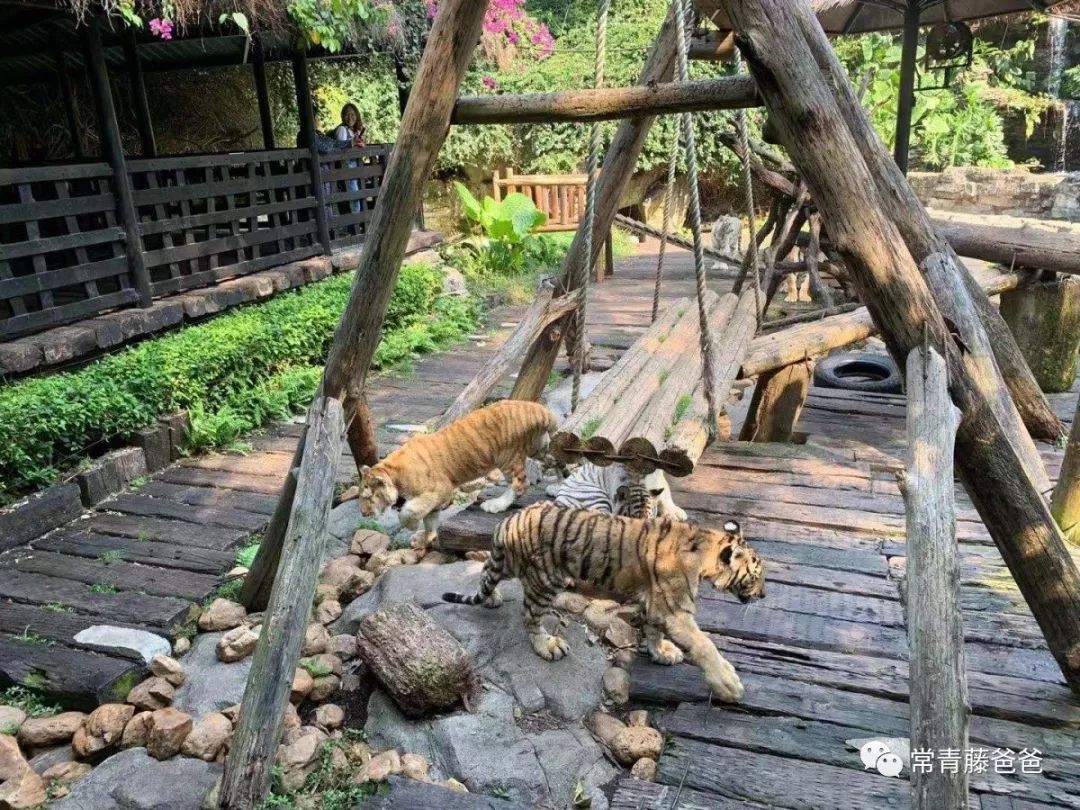 广州和珠海长隆一起玩攻略,广州珠海长隆旅游攻略5天四晚