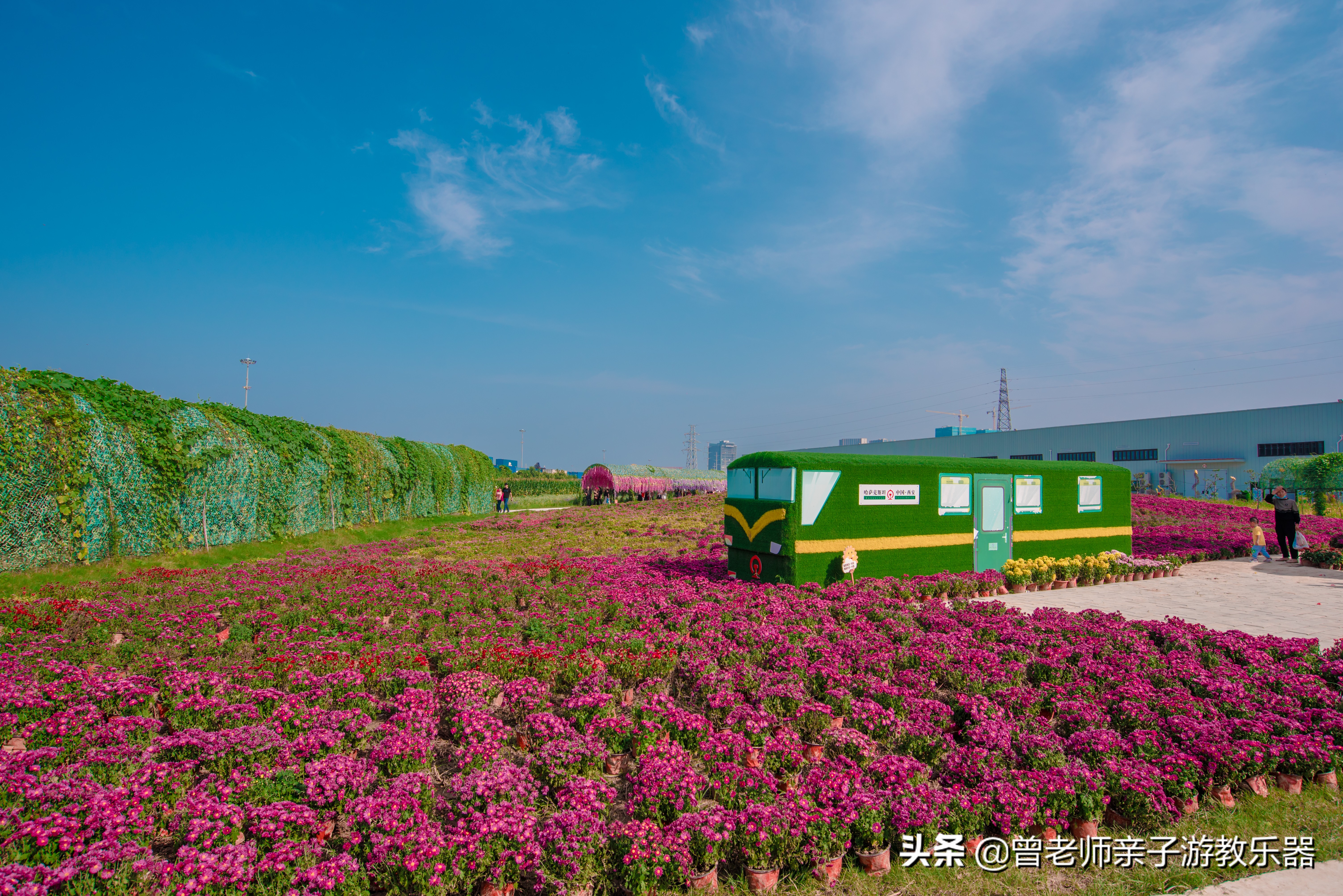 西安菊花节9.9元门票,爱菊菊花节怎么去