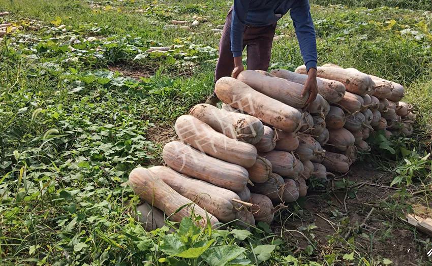 2010年的科研成就,10年潜心研究12项专利