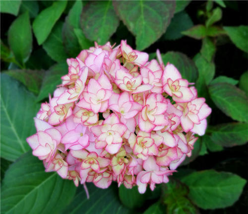 纱织小姐绣球属于哪种绣球,纱织小姐绣球和美杜莎绣球区别