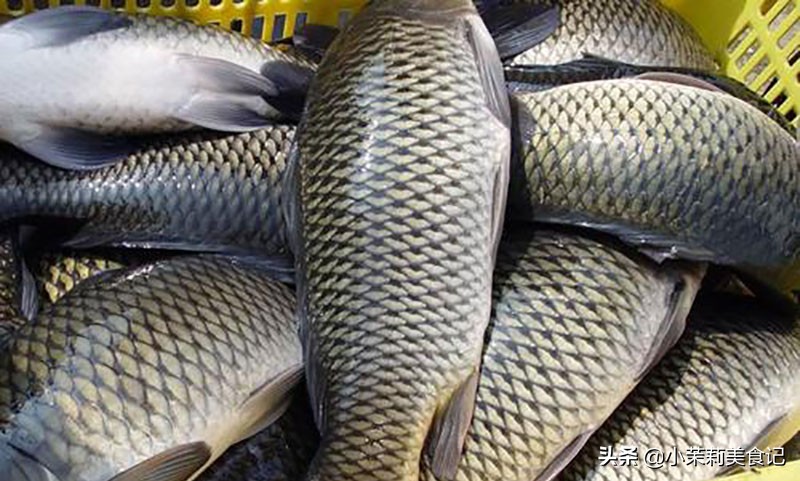 冬季吃鱼吃什么鱼最好,冬天多吃鱼应该少吃什么鱼