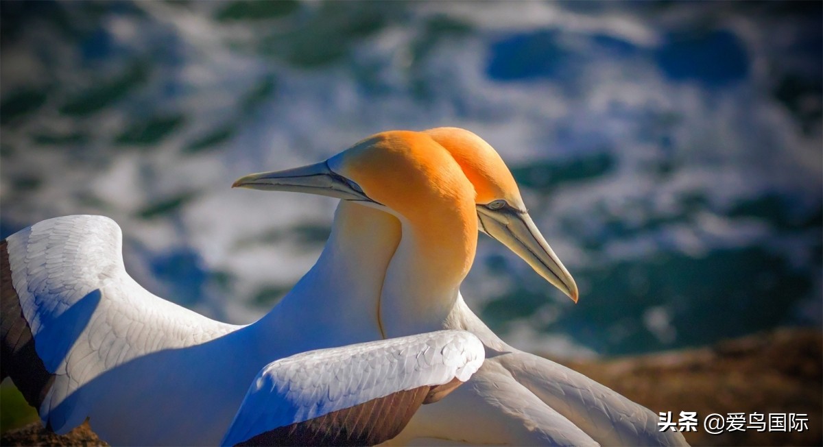 观鸟大年,观鸟大年免费