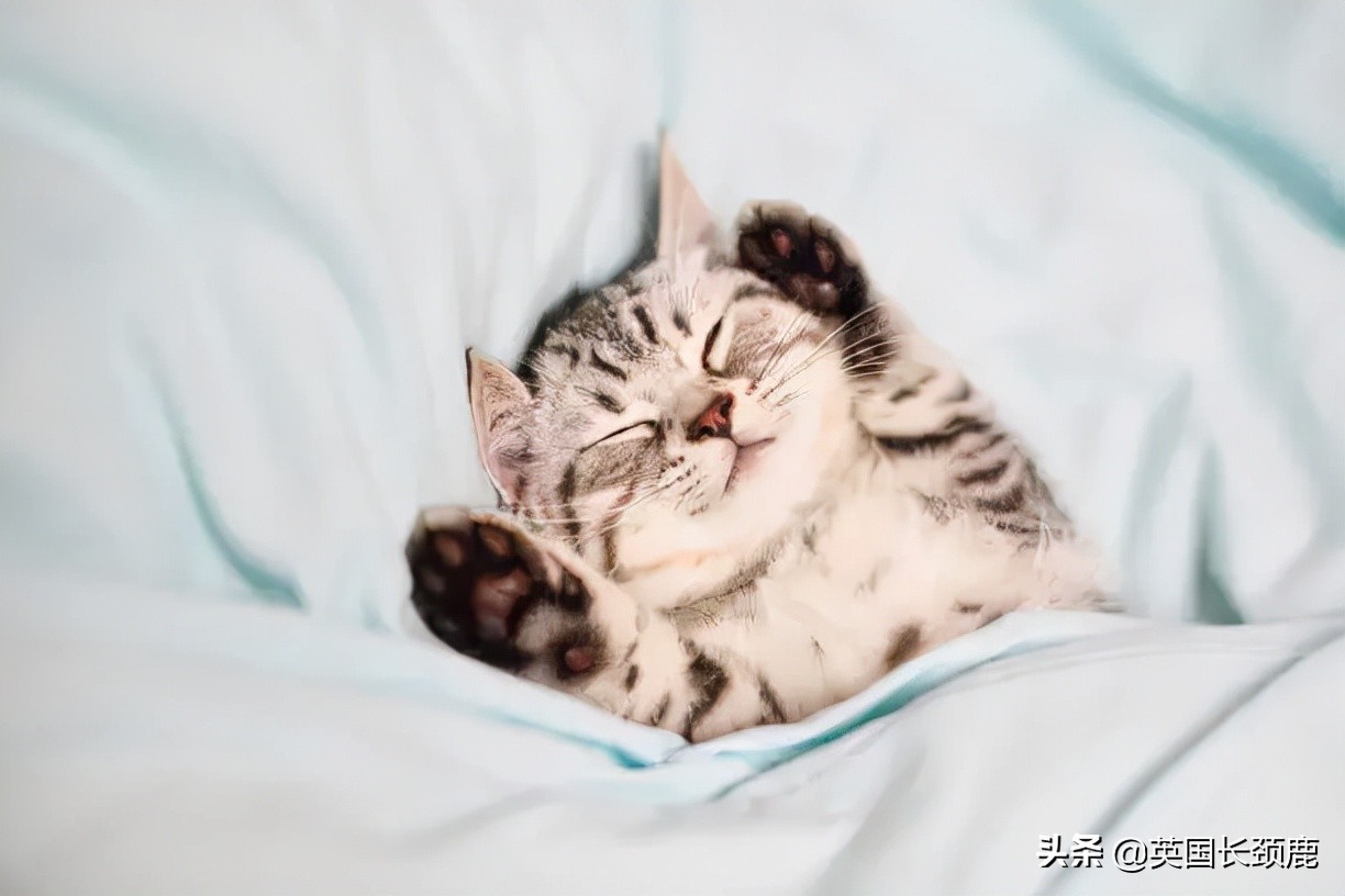 羊驼治愈案例,动物治愈焦虑