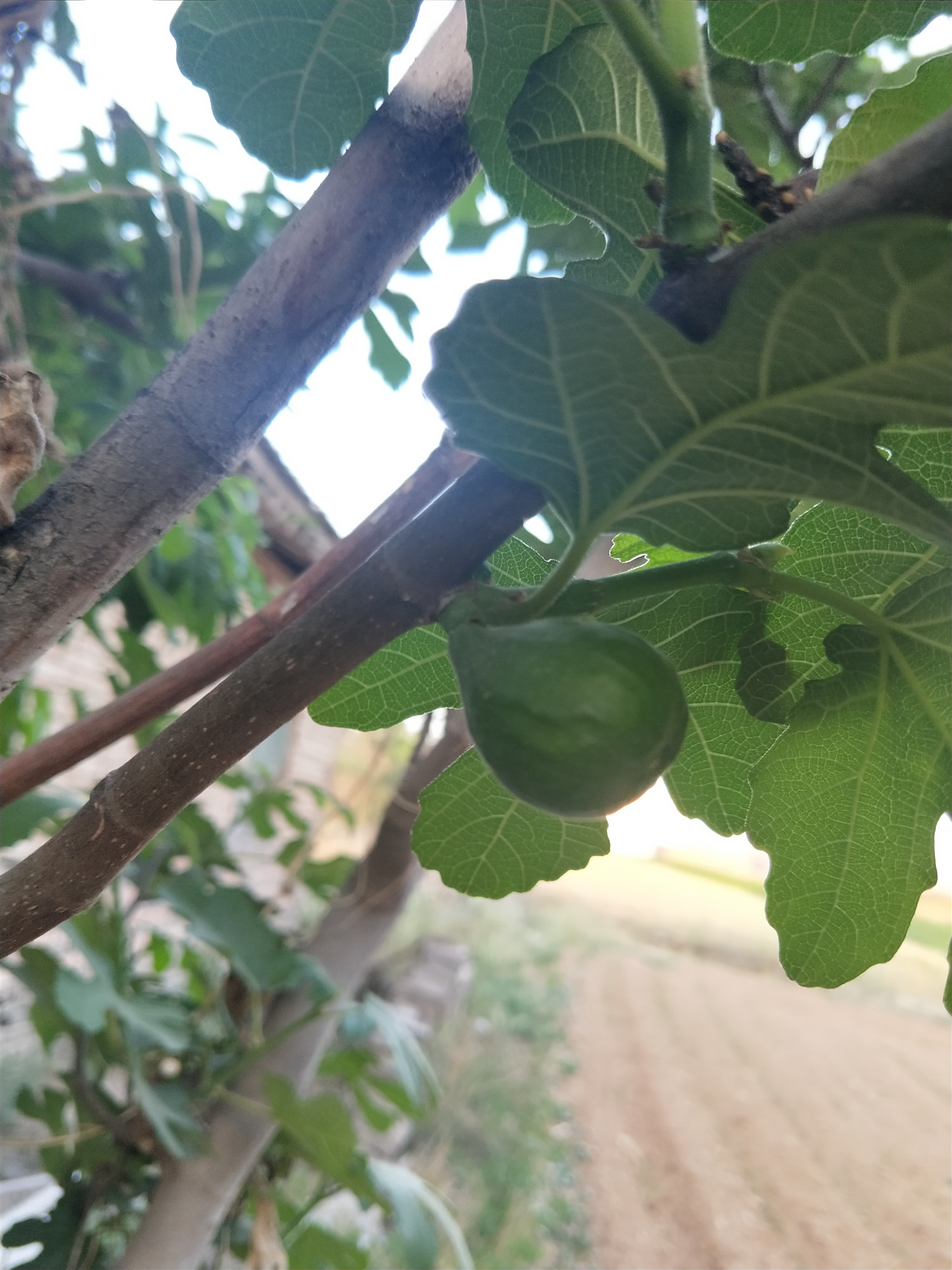 无花果是有核水果吗,无花果是无糖水果吗