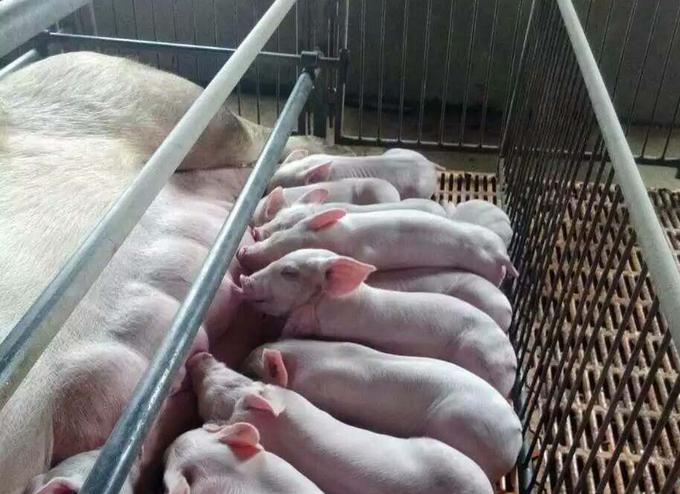 母猪下崽后不吃食是怎么回事？母猪下崽后不吃食怎么办？看看本文