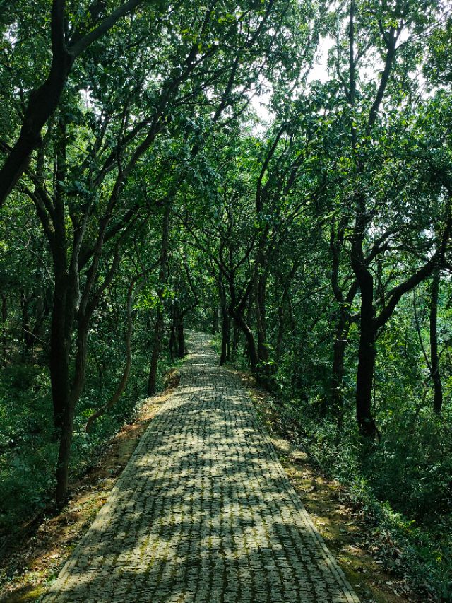 苏州上方山森林公园景点介绍,苏州市上方山森林公园攻略
