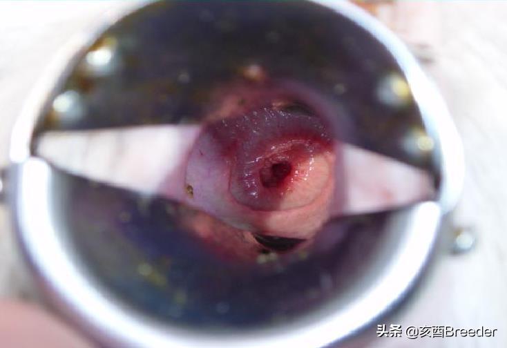 羊的人工授精技术规程,羊的人工授精技术流程