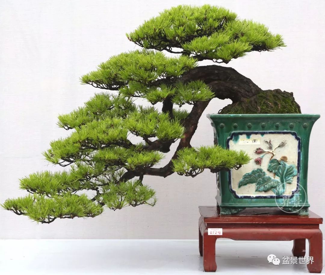 精品黑松盆景欣赏,富贵大气的盆景有哪些