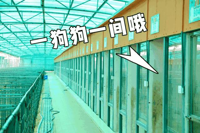 最好的宠物乐园在哪儿,19.9元宠物乐园