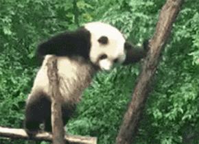 大熊猫有没有吃肉的特性,大熊猫的消化系统为什么不怕竹子